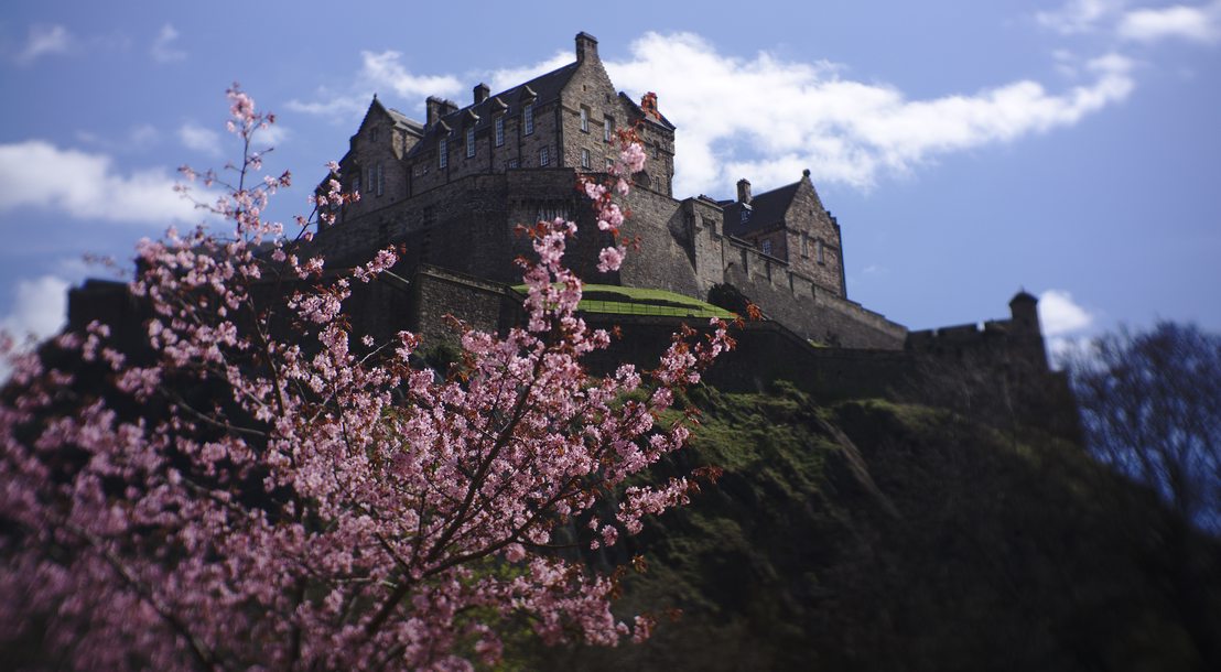 View of Edinburgh castle from Ross Fountain. A blooming cherry blossom tree can be seen in the foreground.