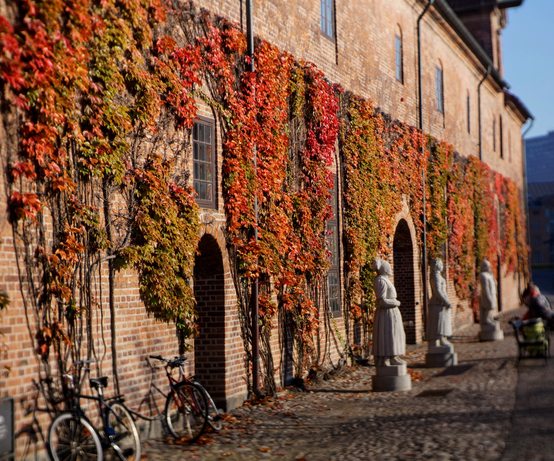 Autumnal foliage growing on the side of an historic building in Copenhagen