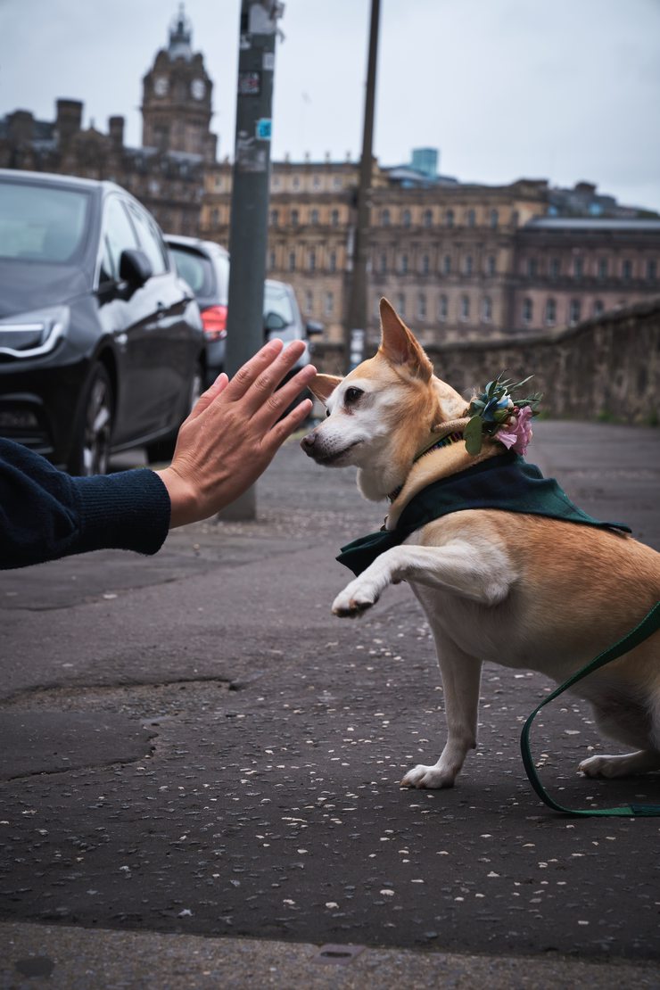 High five action shot of Spice.